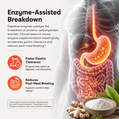 Enzyme-Assisted Breakdown