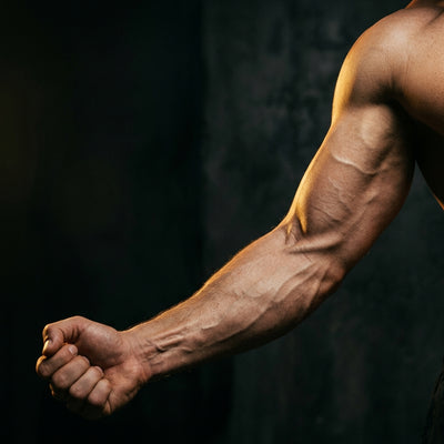 Myostatin Regulation